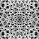 Image for article titled Photos of the Amazing and Gruesome World Under a Microscope